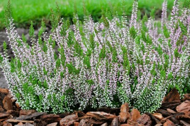 Sommerheide Calluna vulgaris Gardengirls 'Pink Angie' 5-10 Topf â 9,5cm (P9,5)