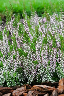 Sommerheide Calluna vulgaris Gardengirls 'Pink Angie' 5-10 Topf â 9,5cm (P9,5)