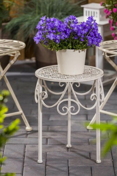 Karpaten-Glockenblume Campanula carpatica 5-10 Topf 9x9 cm (P9) Campanula carpatica