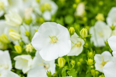 Weiße Karpaten-Glockenblume Campanula carpatica 'Alba' 5-10 Topf 9x9 cm (P9) Campanula carpatica 'Alba'