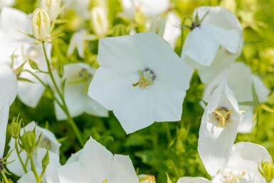 Weiße Karpaten-Glockenblume Campanula carpatica 'Alba' 5-10 Topf 9x9 cm (P9) Campanula carpatica 'Alba'
