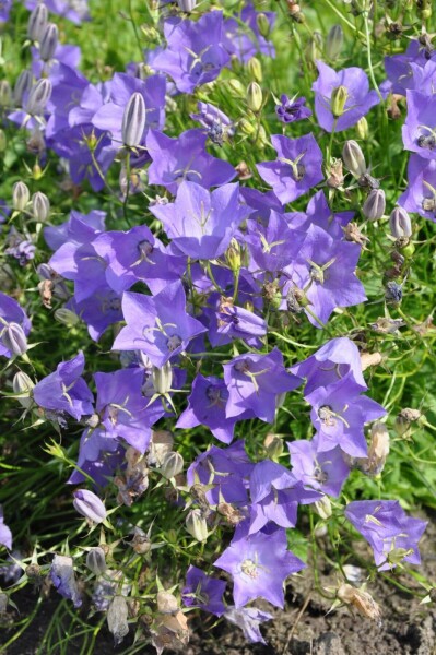 Niedrige Garten-Glockenblume Campanula carpatica 'Blaue Clips' 5-10 Topf 9x9 cm (P9) Campanula carpatica 'Blaue Clips'