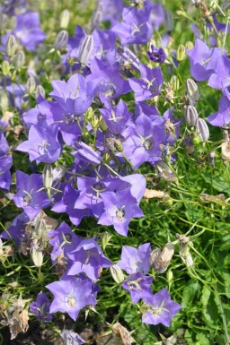Niedrige Garten-Glockenblume Campanula carpatica 'Blaue Clips' 5-10 Topf 9x9 cm (P9) Campanula carpatica 'Blaue Clips'
