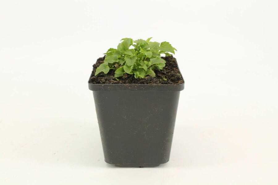 Karpaten-Glockenblume Campanula carpatica 'Weisse Clips' 5-10 Topf 9x9 cm (P9) Campanula carpatica 'Weisse Clips'