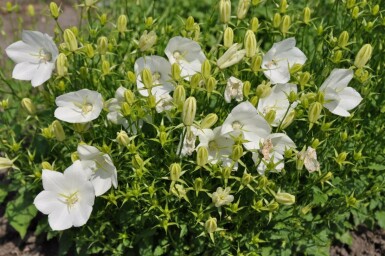 Karpaten-Glockenblume Campanula carpatica 'Weisse Clips' 5-10 Topf 9x9 cm (P9) Campanula carpatica 'Weisse Clips'