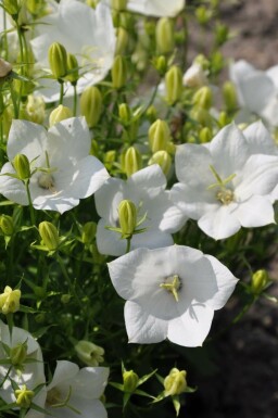 Karpaten-Glockenblume Campanula carpatica 'Weisse Clips' 5-10 Topf 9x9 cm (P9) Campanula carpatica 'Weisse Clips'