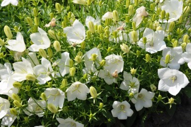 Karpaten-Glockenblume Campanula carpatica 'Weisse Clips' 5-10 Topf 9x9 cm (P9) Campanula carpatica 'Weisse Clips'