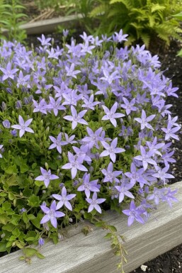 Campanula garganica 'Major'