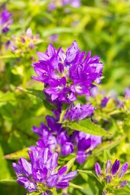 Campanula glomerata 'Acaulis'