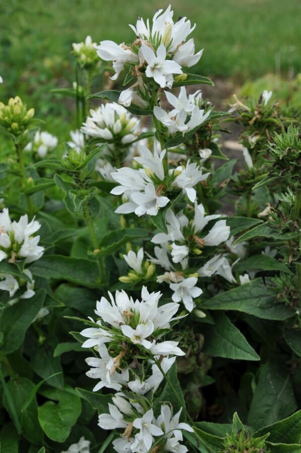 Knäuel-Glockenblume Campanula glomerata 'Alba' 5-10 Topf 9x9 cm (P9) Campanula glomerata 'Alba'