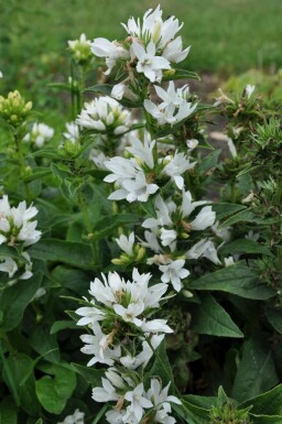 Knäuel-Glockenblume Campanula glomerata 'Alba' 5-10 Topf 9x9 cm (P9) Campanula glomerata 'Alba'