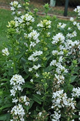 Knäuel-Glockenblume Campanula glomerata 'Alba' 5-10 Topf 9x9 cm (P9) Campanula glomerata 'Alba'