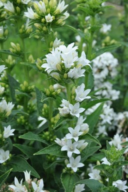 Knäuel-Glockenblume Campanula glomerata 'Alba' 5-10 Topf 9x9 cm (P9) Campanula glomerata 'Alba'