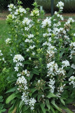 Knäuel-Glockenblume Campanula glomerata 'Alba' 5-10 Topf 9x9 cm (P9) Campanula glomerata 'Alba'