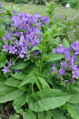 Knäuel-Glockenblume Campanula glomerata 'Superba' 5-10 Topf 9x9 cm (P9)