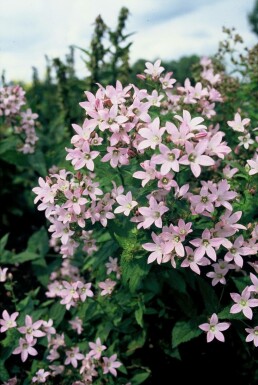 Campanula lactiflora 'Loddon Anna'