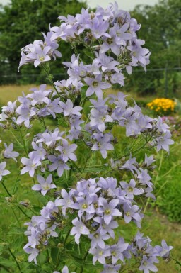 Dolden-Glockenblume Campanula lactiflora 'Prichard's Variety' 5-10 Topf 9x9 cm (P9) Campanula lactiflora 'Prichard's Variety'