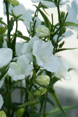 Flachschalige Garten-Glockenblume Campanula persicifolia 'Alba' 5-10 Topf 9x9 cm (P9)