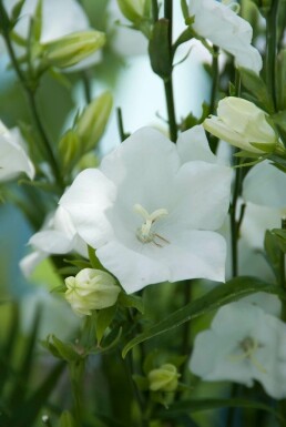 Flachschalige Garten-Glockenblume Campanula persicifolia 'Alba' 5-10 Topf 9x9 cm (P9) Campanula persicifolia 'Alba'