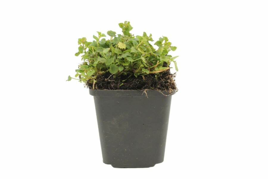 Hängepolster-Glockenblume Campanula poscharskyana 5-10 Topf 9x9 cm (P9) Campanula poscharskyana