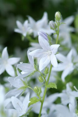 Dalmatiner Polster-Glockenblume Campanula poscharskyana 'E.H. Frost' 5-10 Topf 9x9 cm (P9)