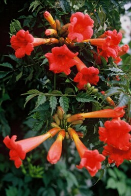 Große Trompetenblume Campsis tagliabuana 'Madame Galen' Strauch 60-80 Topf 2 ltr. (C2)
