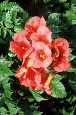 Große Trompetenblume Campsis tagliabuana 'Madame Galen' Strauch 60-80 Topf 2 ltr. (C2)