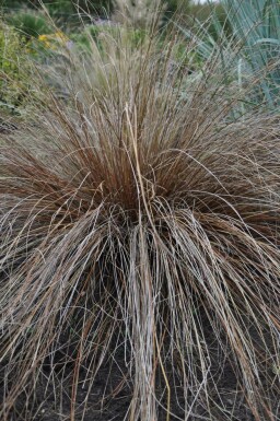 Fuchsrote Segge Carex buchananii 5-10 Topf 9x9 cm (P9)