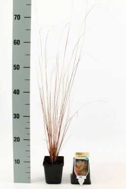 Fuchsrote Segge Carex buchananii 5-10 Topf 9x9 cm (P9)