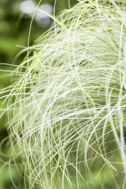 Neuseeland Segge Carex comans 'Frosted Curls' 5-10 Topf 9x9 cm (P9) Carex comans 'Frosted Curls'