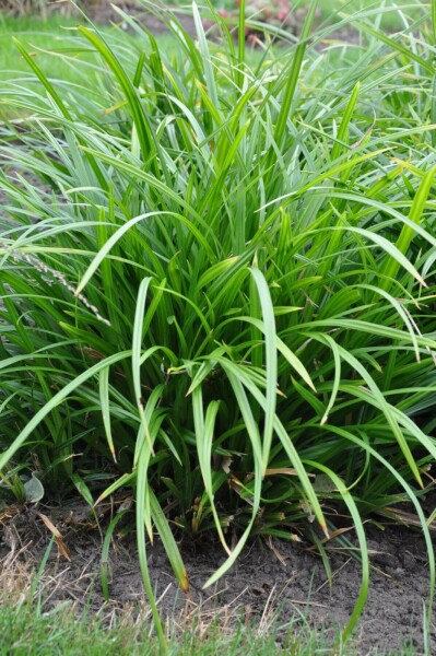 Teppich-Japan-Segge Carex foliosissima 'Irish Green' 10-15 Topf 2 ltr. (C2) Carex foliosissima 'Irish Green'