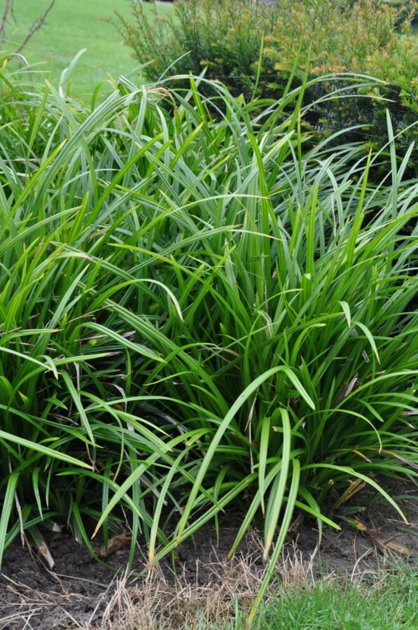 Teppich-Japan-Segge Carex foliosissima 'Irish Green' 10-15 Topf 2 ltr. (C2) Carex foliosissima 'Irish Green'