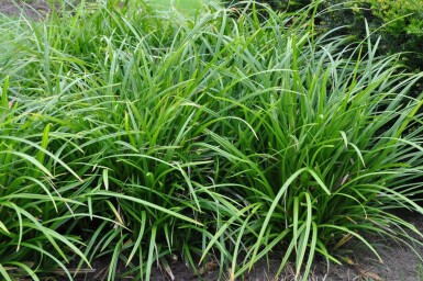 Teppich-Japan-Segge Carex foliosissima 'Irish Green' 10-15 Topf 2 ltr. (C2) Carex foliosissima 'Irish Green'