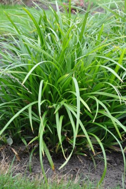 Teppich-Japan-Segge Carex foliosissima 'Irish Green' 5-10 Topf 9x9 cm (P9)