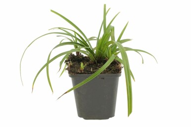 Teppich-Japan-Segge Carex foliosissima 'Irish Green' 5-10 Topf 9x9 cm (P9) Carex foliosissima 'Irish Green'