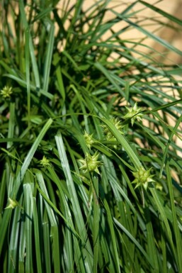 Morgensternsegge Carex grayi 5-10 Topf 9x9 cm (P9) Carex grayi