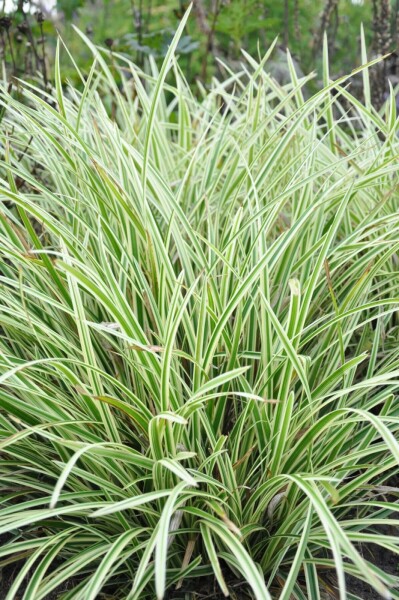 Gelbrandige Segge Carex morrowii 'Goldband' 5-10 Topf 9x9 cm (P9) Carex morrowii 'Goldband'