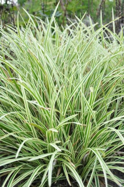 Gelbrandige Segge Carex morrowii 'Goldband' 5-10 Topf 9x9 cm (P9) Carex morrowii 'Goldband'