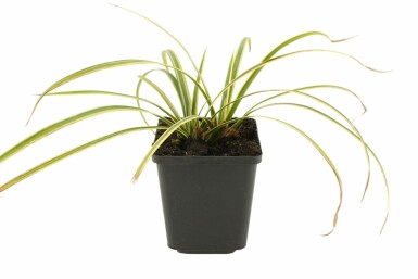 Gelbrandige Segge Carex morrowii 'Goldband' 5-10 Topf 9x9 cm (P9) Carex morrowii 'Goldband'