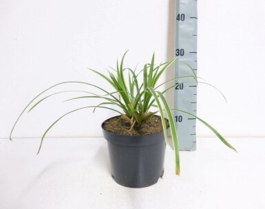 Immergrüne Japansegge Carex morrowii 'Ice Dance' 10-15 Topf 2 ltr. (C2) Carex morrowii 'Ice Dance'