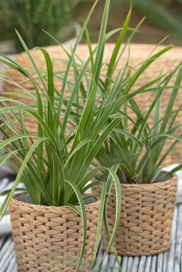 Immergrüne Japansegge Carex morrowii 'Ice Dance' 5-10 Topf 9x9 cm (P9) Carex morrowii 'Ice Dance'