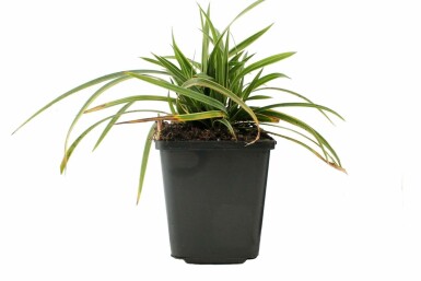 Immergrüne Japansegge Carex morrowii 'Ice Dance' 5-10 Topf 9x9 cm (P9) Carex morrowii 'Ice Dance'