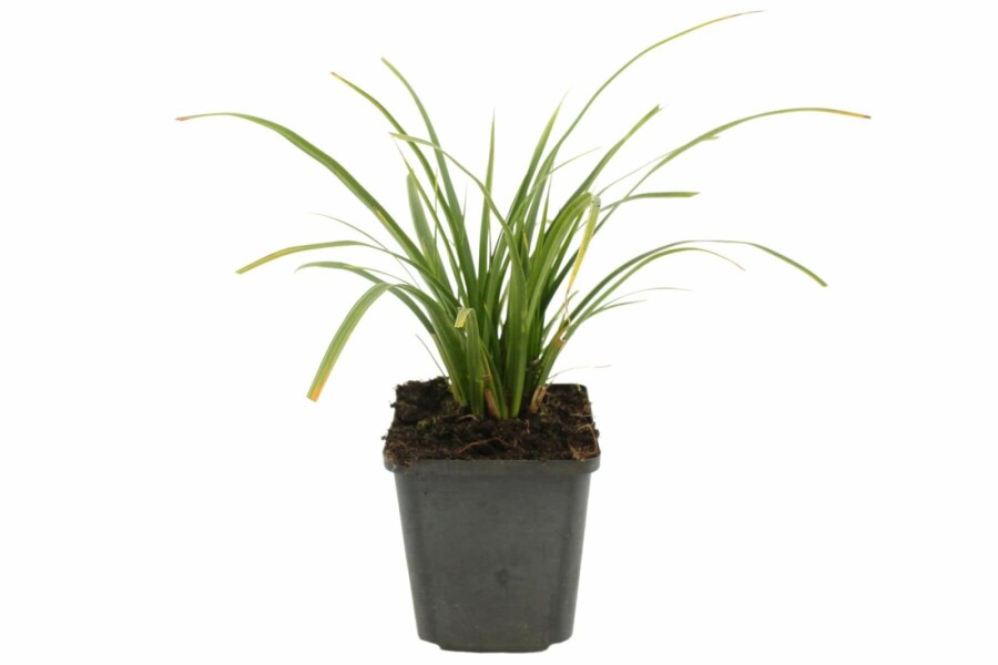 Weißbunte Japan-Segge Carex morrowii 'Variegata' 5-10 Topf 9x9 cm (P9) Carex morrowii 'Variegata'