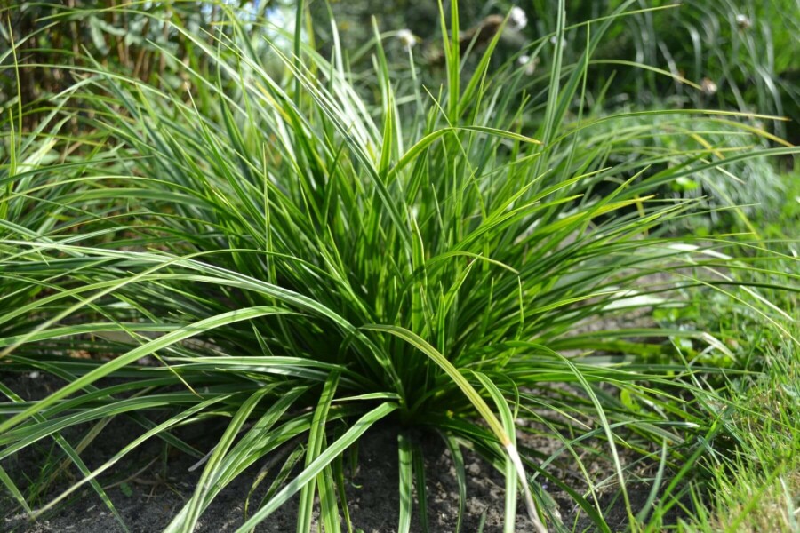Weißbunte Japan-Segge Carex morrowii 'Variegata' 5-10 Topf 9x9 cm (P9) Carex morrowii 'Variegata'