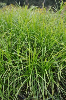 Palmwedel-Segge Carex muskingumensis 5-10 Topf 9x9 cm (P9) Carex muskingumensis