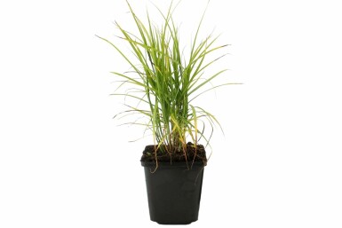 Palmwedel-Segge Carex muskingumensis 5-10 Topf 9x9 cm (P9) Carex muskingumensis