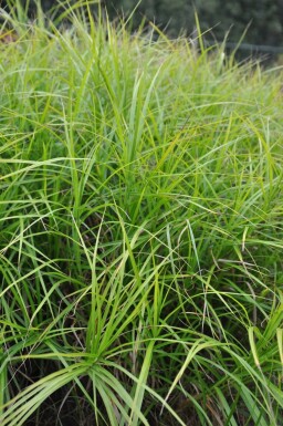 Palmwedel-Segge Carex muskingumensis 5-10 Topf 9x9 cm (P9)