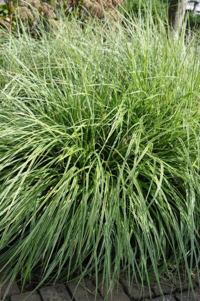 Segge Carex ornithopoda 'Silver Sceptre' 5-10 Topf 9x9 cm (P9) Carex ornithopoda 'Silver Sceptre'