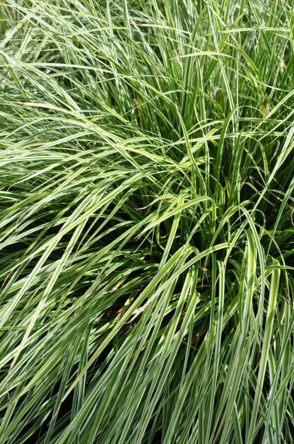Segge Carex ornithopoda 'Silver Sceptre' 5-10 Topf 9x9 cm (P9) Carex ornithopoda 'Silver Sceptre'