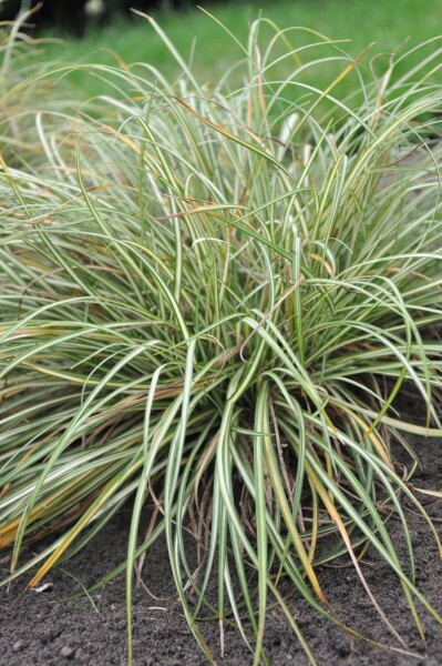 Weißbunte Vogelfuß-Segge Carex ornithopoda 'Variegata' 5-10 Topf 9x9 cm (P9) Carex ornithopoda 'Variegata'